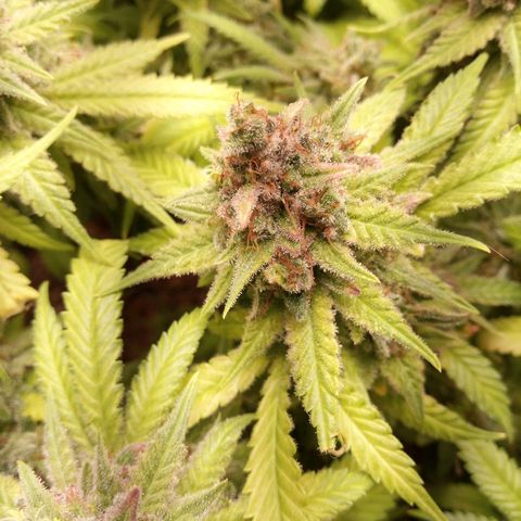 Aardbei Hoest growlog timeline photo