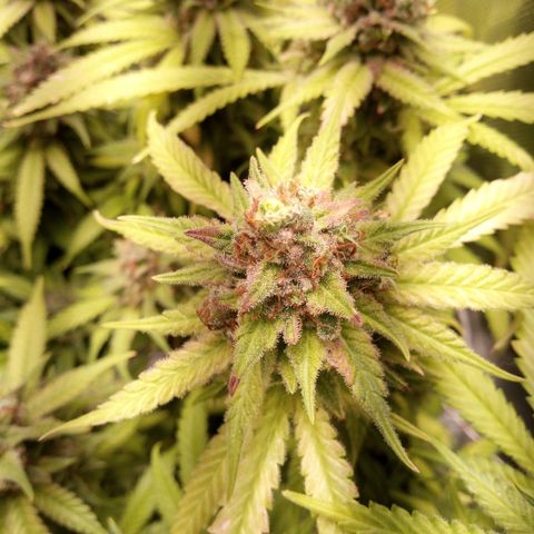 Aardbei Hoest growlog timeline photo