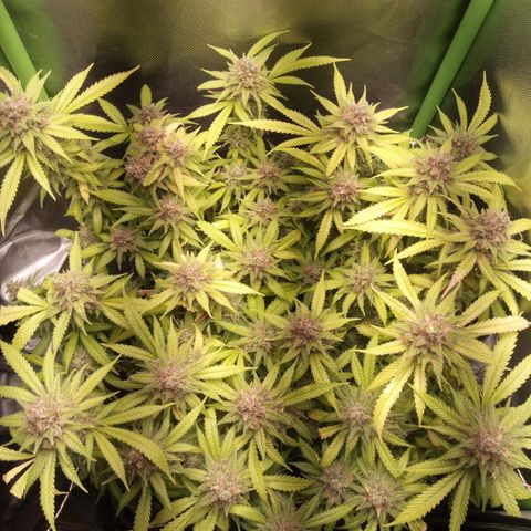 Aardbei Hoest growlog timeline photo