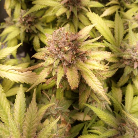 Aardbei Hoest growlog timeline photo