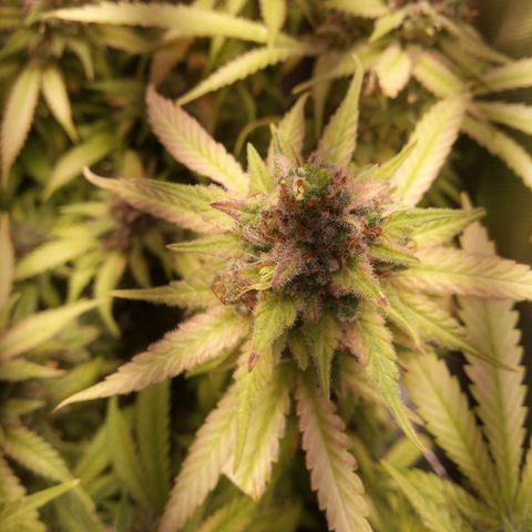 Aardbei Hoest growlog timeline photo
