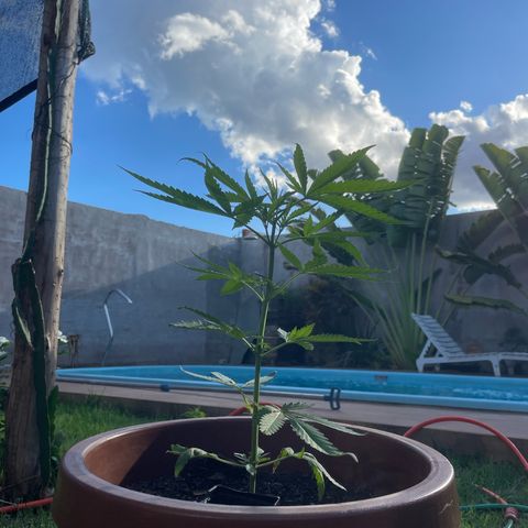 Lemon Skunk growlog timeline photo