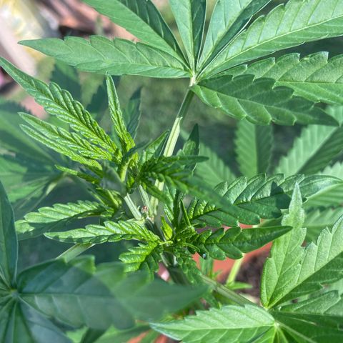 Lemon Skunk growlog timeline photo