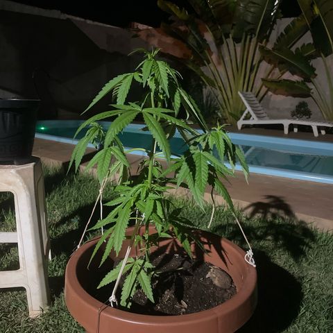 Lemon Skunk growlog timeline photo