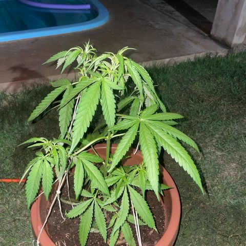 Lemon Skunk growlog timeline photo