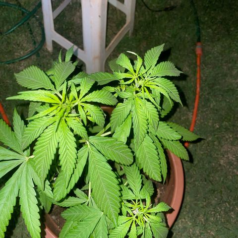 Lemon Skunk growlog timeline photo