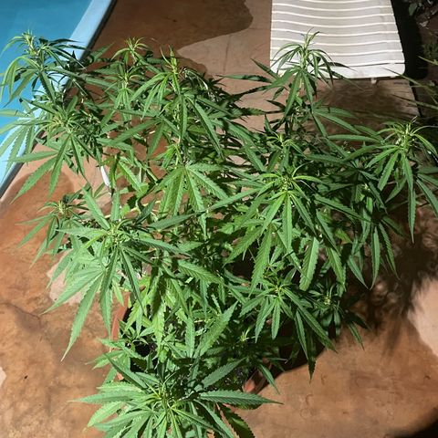 Lemon Skunk growlog timeline photo