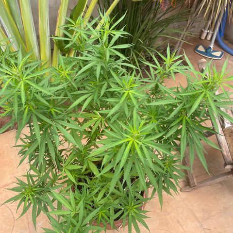 Lemon Skunk growlog timeline photo