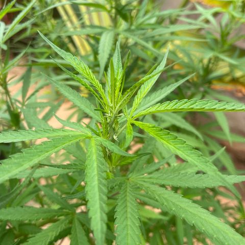 Lemon Skunk growlog timeline photo