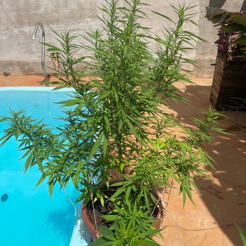 Lemon Skunk growlog timeline photo