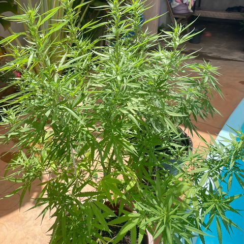 Lemon Skunk growlog timeline photo