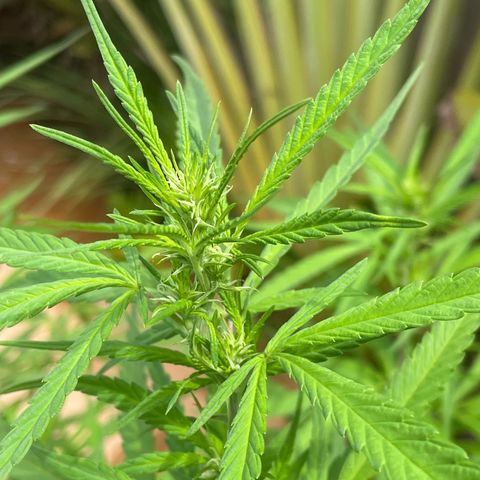 Lemon Skunk growlog timeline photo