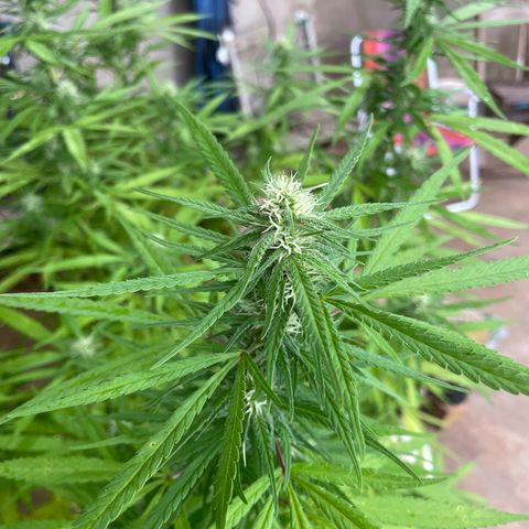 Lemon Skunk growlog timeline photo