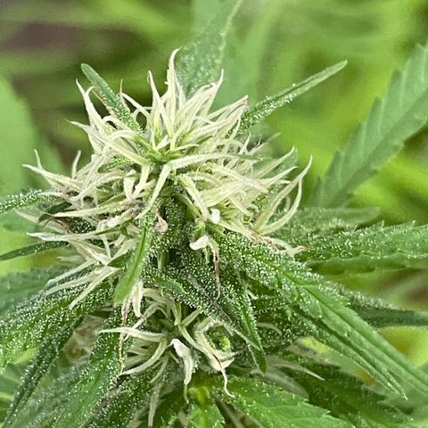 Lemon Skunk growlog timeline photo