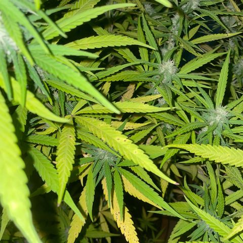 Lemon Skunk growlog timeline photo