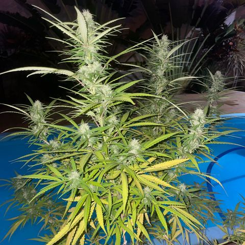 Lemon Skunk growlog timeline photo