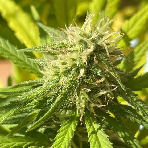 Lemon Skunk growlog timeline photo