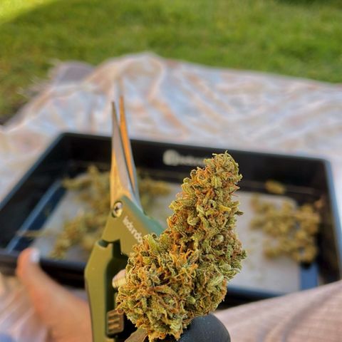 Lemon Skunk growlog timeline photo