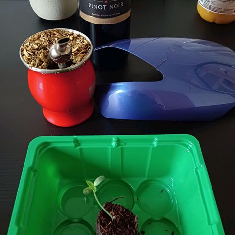 Tropicana banana  growlog photo: Rempotage matinale 