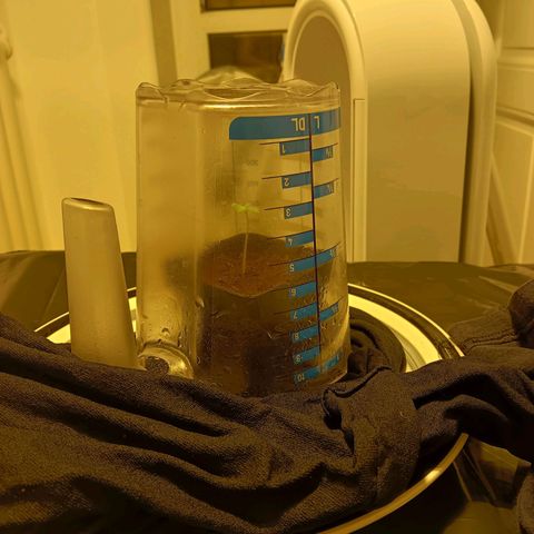 Tropicana banana  growlog photo: Maintenir un bon taux d'humidité rempotage et premiers arrosage avec engrais EC 0,3