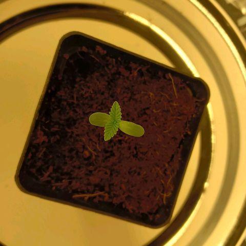 Tropicana banana  growlog timeline photo