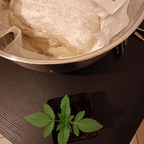 Tropicana banana  growlog timeline photo