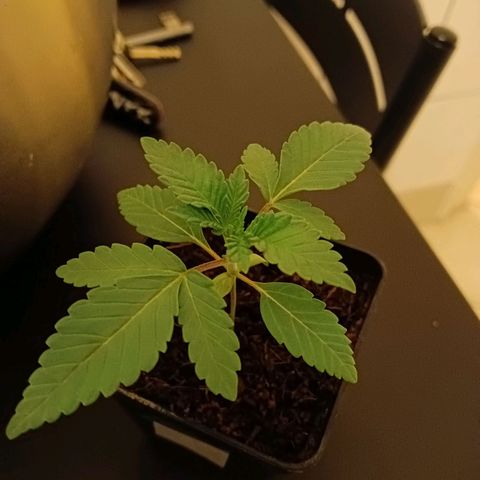 Tropicana banana  growlog timeline photo