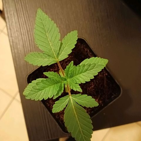 Tropicana banana  growlog timeline photo