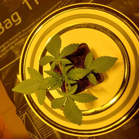 Tropicana banana  growlog timeline photo