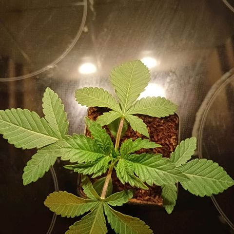 Tropicana banana  growlog timeline photo