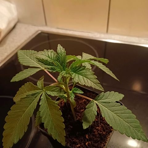 Tropicana banana  growlog timeline photo
