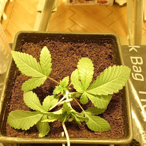 Tropicana banana  growlog timeline photo