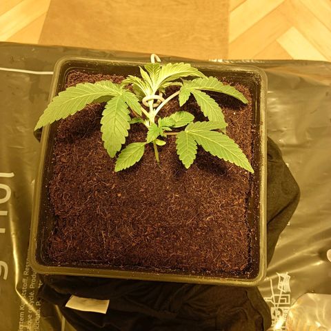 Tropicana banana  growlog timeline photo
