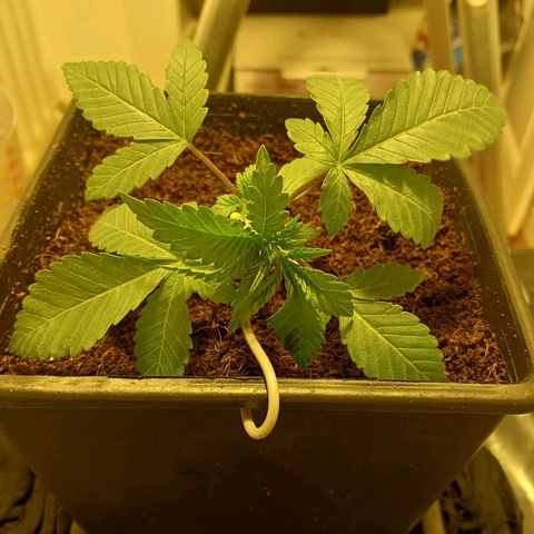 Tropicana banana  growlog timeline photo