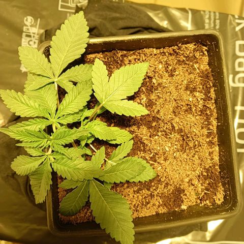 Tropicana banana  growlog timeline photo