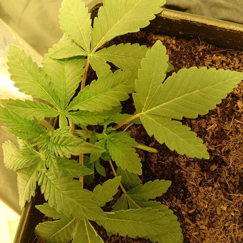 Tropicana banana  growlog timeline photo