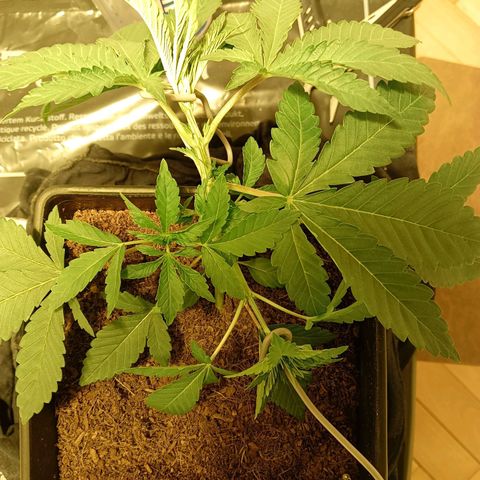 Tropicana banana  growlog timeline photo