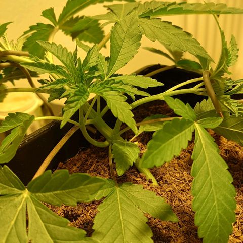 Tropicana banana  growlog timeline photo