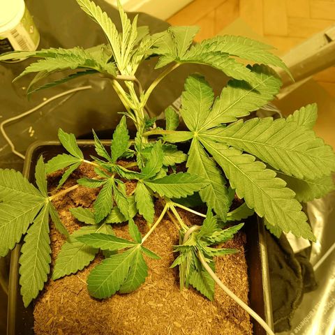 Tropicana banana  growlog timeline photo