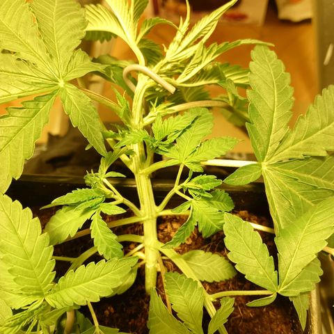 Tropicana banana  growlog timeline photo