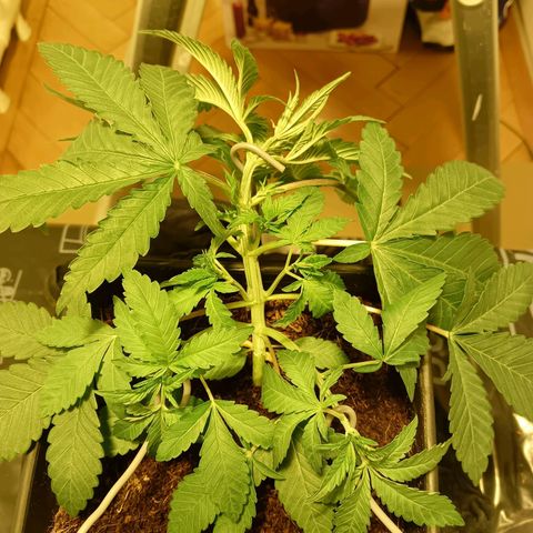 Tropicana banana  growlog timeline photo