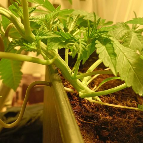 Tropicana banana  growlog timeline photo