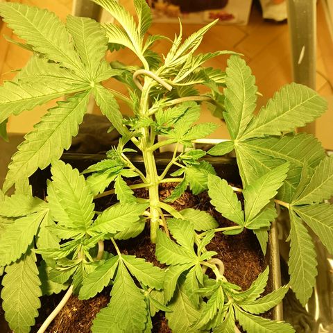 Tropicana banana  growlog timeline photo