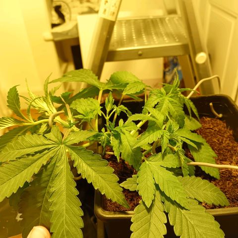 Tropicana banana  growlog timeline photo