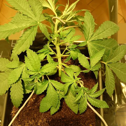 Tropicana banana  growlog timeline photo