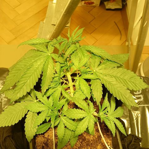 Tropicana banana  growlog timeline photo