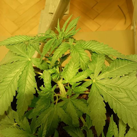 Tropicana banana  growlog timeline photo