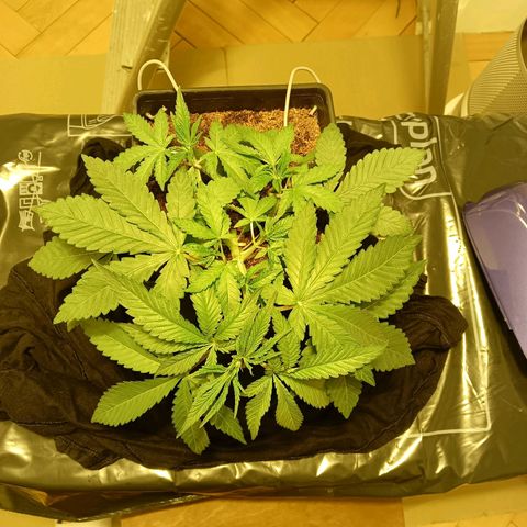 Tropicana banana  growlog timeline photo