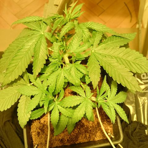 Tropicana banana  growlog timeline photo