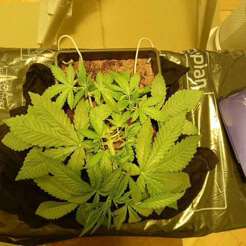 Tropicana banana  growlog timeline photo